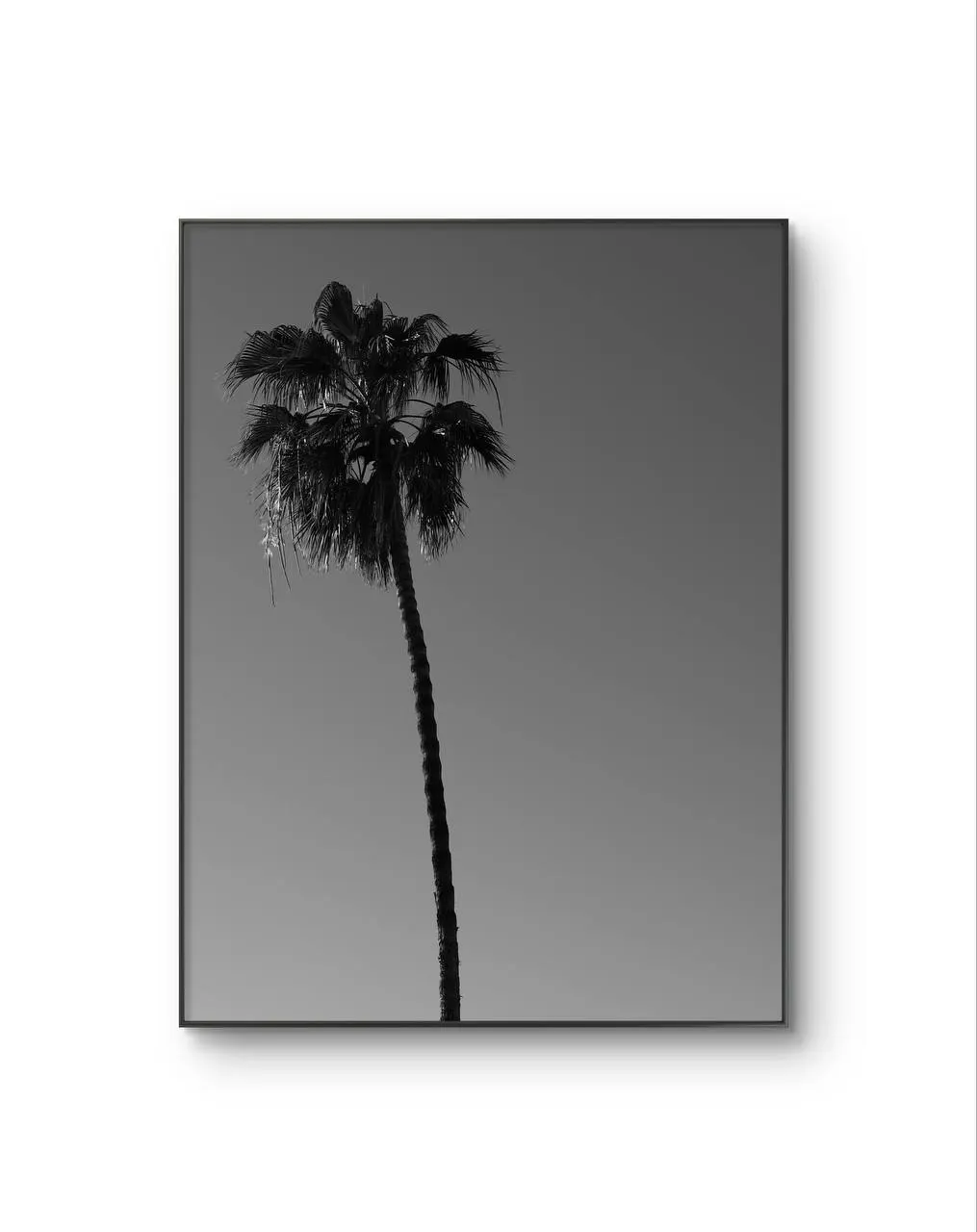 Serena -  Solitary Palm — Fotografia fina impressão de arte por Serena
